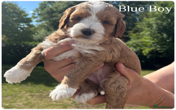 Australian Labradoodle dogs for sale: Pure Australian Labradoodle Puppies ready 30/09/25 - Image 12