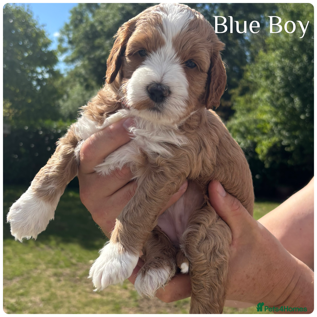 Australian Labradoodle dogs for sale: Pure Australian Labradoodle Puppies ready 30/09/25 - Image 12