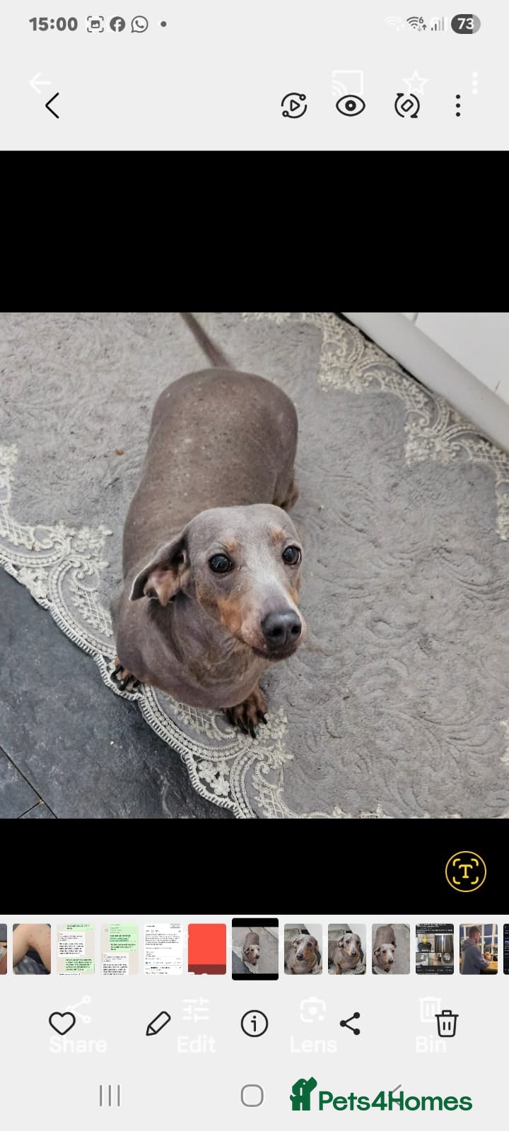 Dachshund dogs for sale: Dashound female  - Advert 1