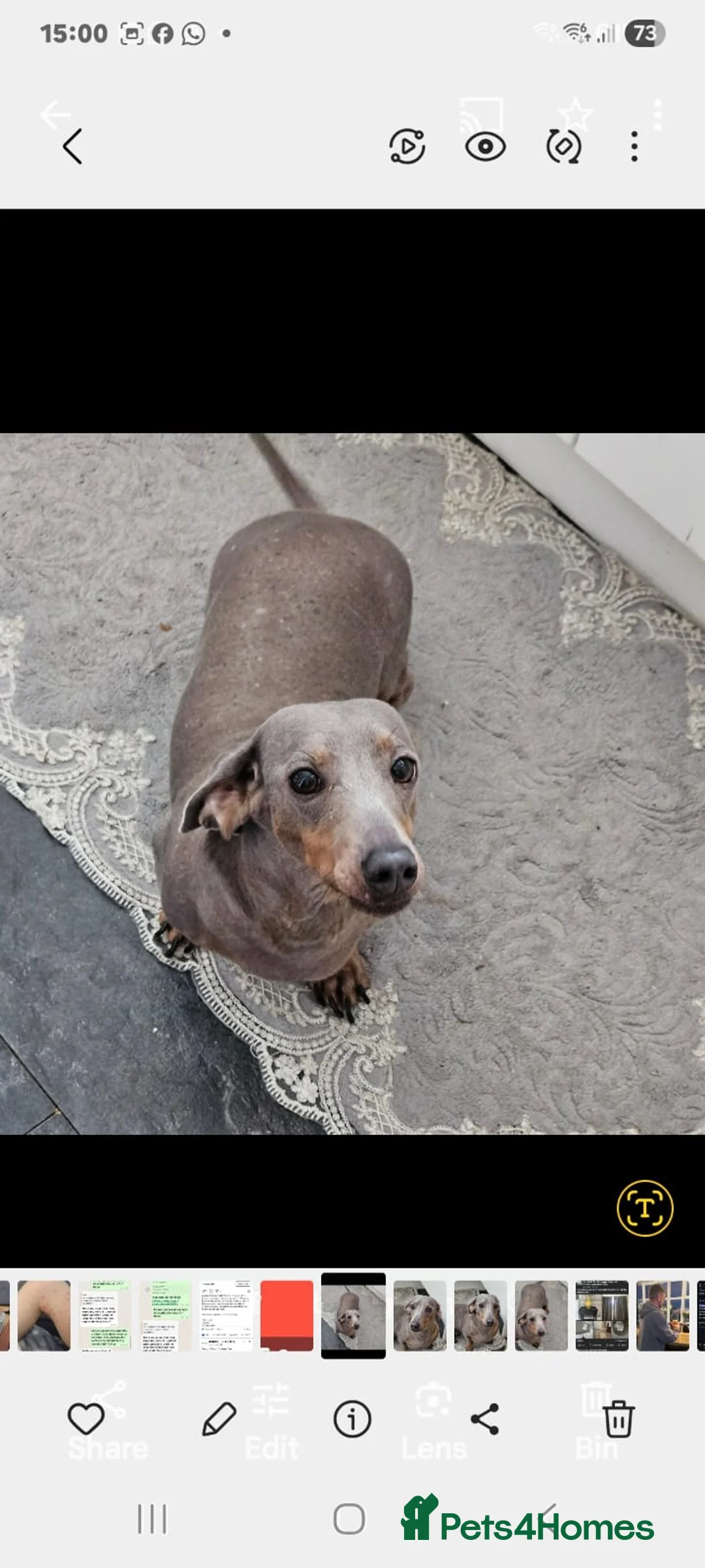 Dachshund dogs for sale: Dashound female  in Kingston upon Thames - Advert 1