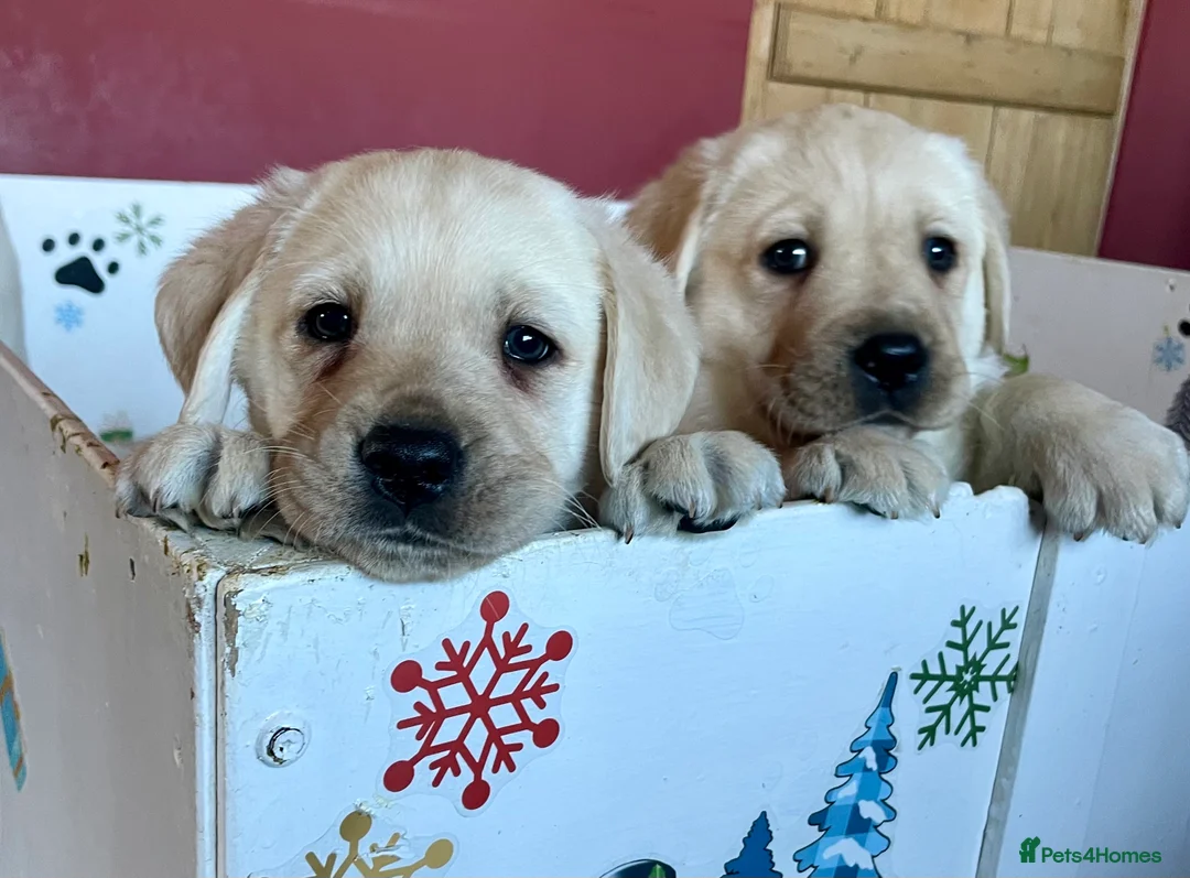 Labrador Retriever dogs for sale: Fabulous KC Champion Lines Labrador Puppies - Advert 1