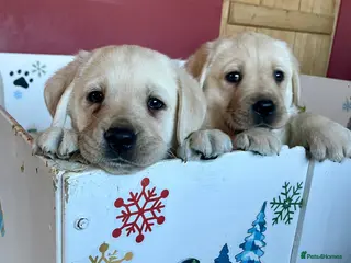 Labrador Retriever dogs Fabulous KC Champion Lines Labrador Puppies - Advert 4