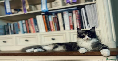 Maine Coon cats - Advert 3