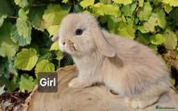 Mini Lop rabbits for sale: Pure bred mini lop baby rabbits ready now - Image 3