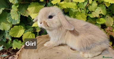 Mini Lop rabbits - Advert 8