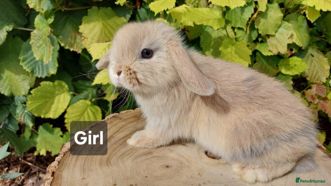 Mini Lop rabbits for sale: Pure bred mini lop baby rabbits ready now - Image 3