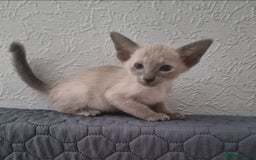 Oriental cats for sale: Oriental kittens - Image 1