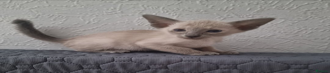 Oriental Kitten 5