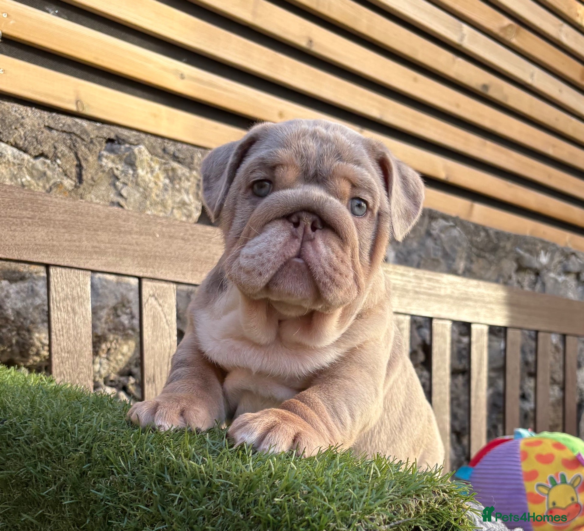 English Bulldog dogs Ready today! English bulldog puppies - Advert 3