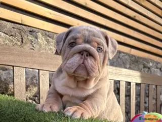 English Bulldog dogs Ready today! English bulldog puppies - Advert 3
