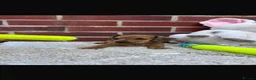 Dachshund dogs for sale: 5 gorgeous miniature dachshund puppy’s🐶 in Cullompton - Advert 5
