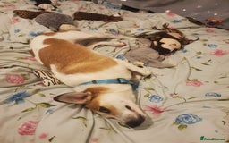 Mixed Breed dogs for adoption: Meet Bambi, currently residing in Sheffield - Image 15