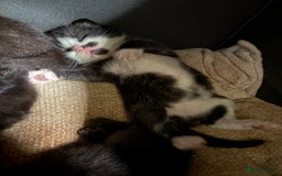 American Shorthair cats for sale: 5 black and white kittens for forever home - Image 21