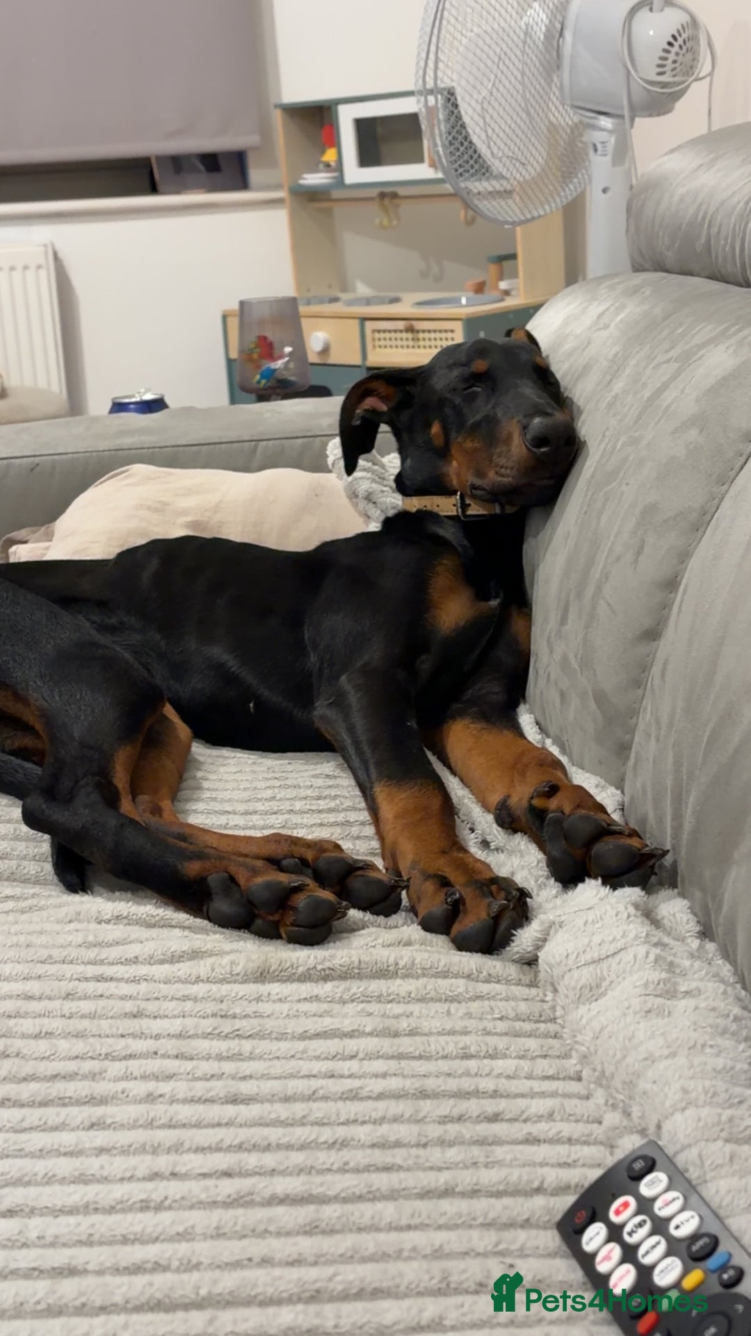 Dobermann dogs for sale: 7 Month female Doberman  - Advert 5