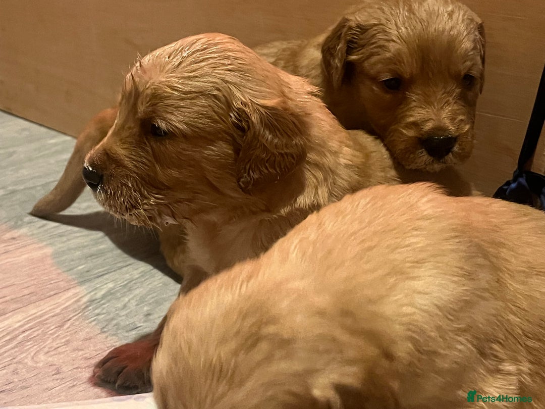 Golden Retriever dogs for sale: KC Registered - Golden Retriever Pups  - Image 6