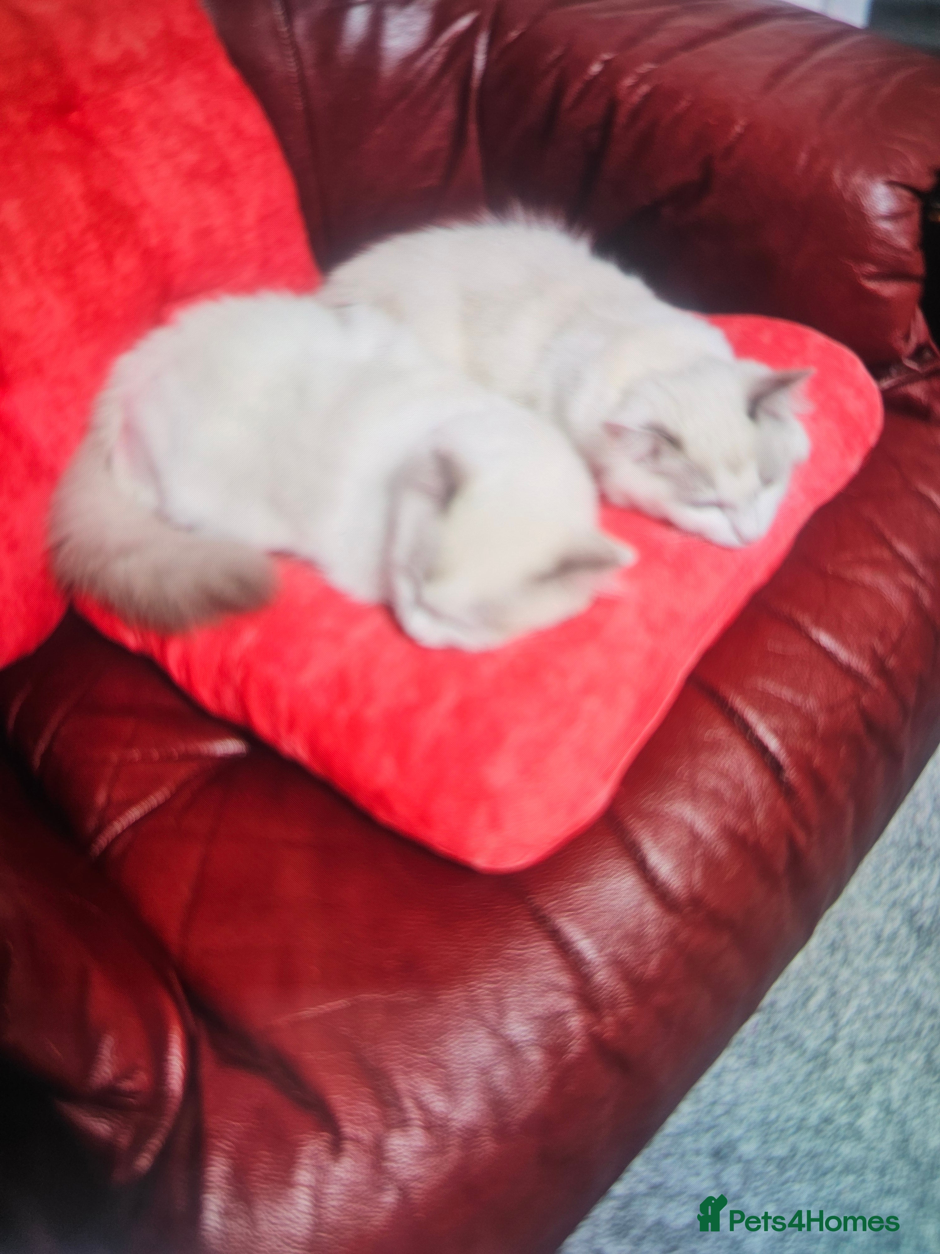 Ragdoll cats Ragdoll Bicolor- 2 playful girls. - Advert 2
