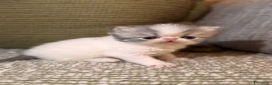 Exotic Kitten 6
