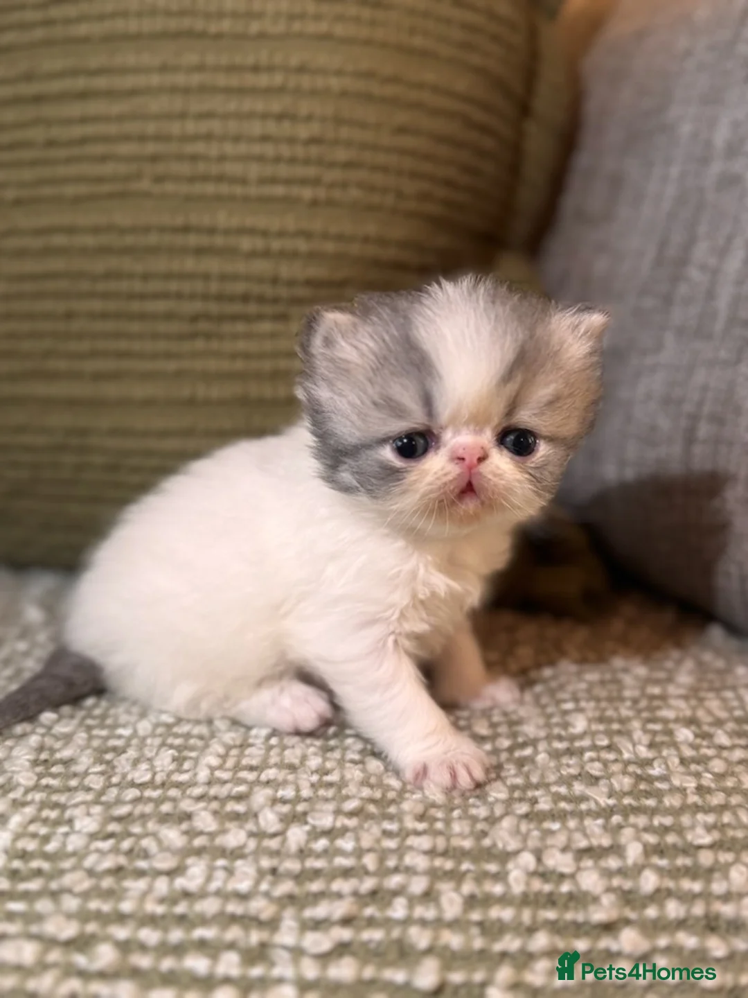 Exotic cats for sale: Exotic Persian  in Birmingham - Advert 11