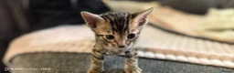 Bengal cats for sale: Little Bengal babies  - Advert 16