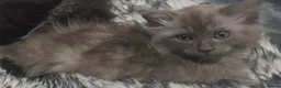 Mixed Breed cats for sale: Ragdoll x maine Coon kittens in Telford - Advert 10