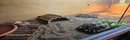Tortoise reptiles for sale: Spur-thighted tortoise and full set up  - Advert 8
