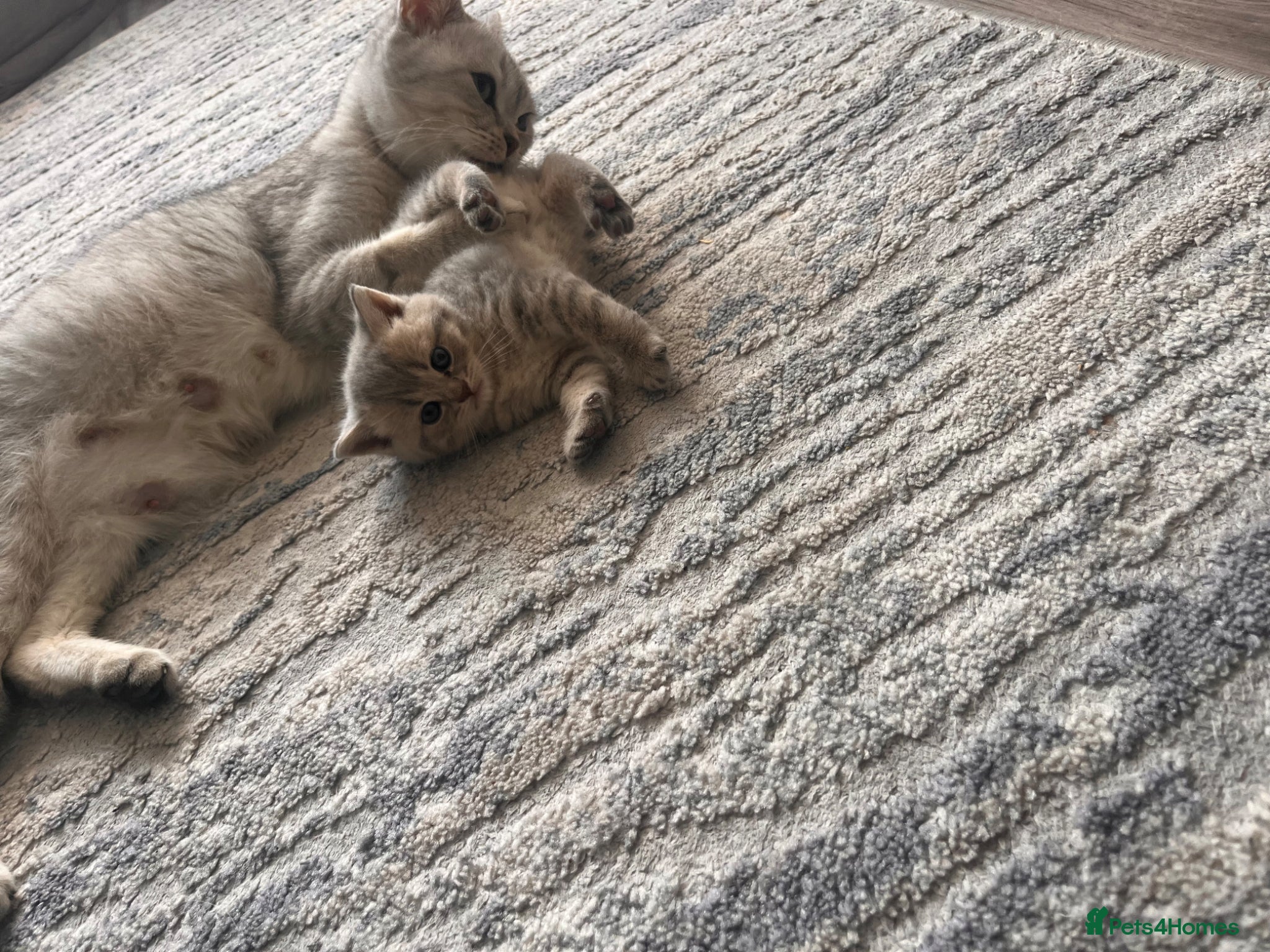 Scottish Fold cats Scottish fold/straight kittens  - Advert 1