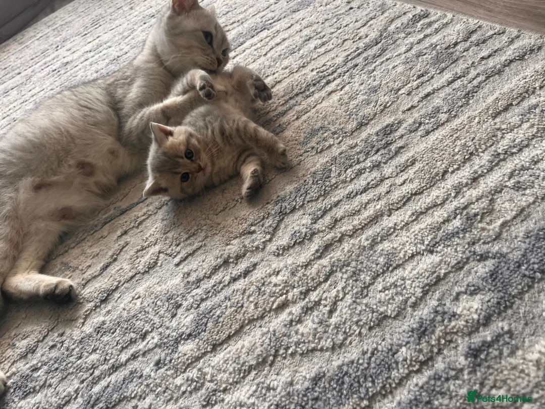 Scottish Fold cats for sale: Scottish fold/straight kittens  - Advert 1