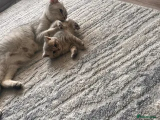 Scottish Fold cats Scottish fold/straight kittens - Advert 8