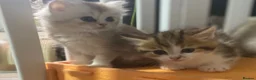 Munchkin cats for sale: Full Pedigree Munchkin Kittens - Advert 20