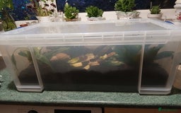 Snails invertebrates for sale: 5 adult African Land Snails and complete set up  - Image 6