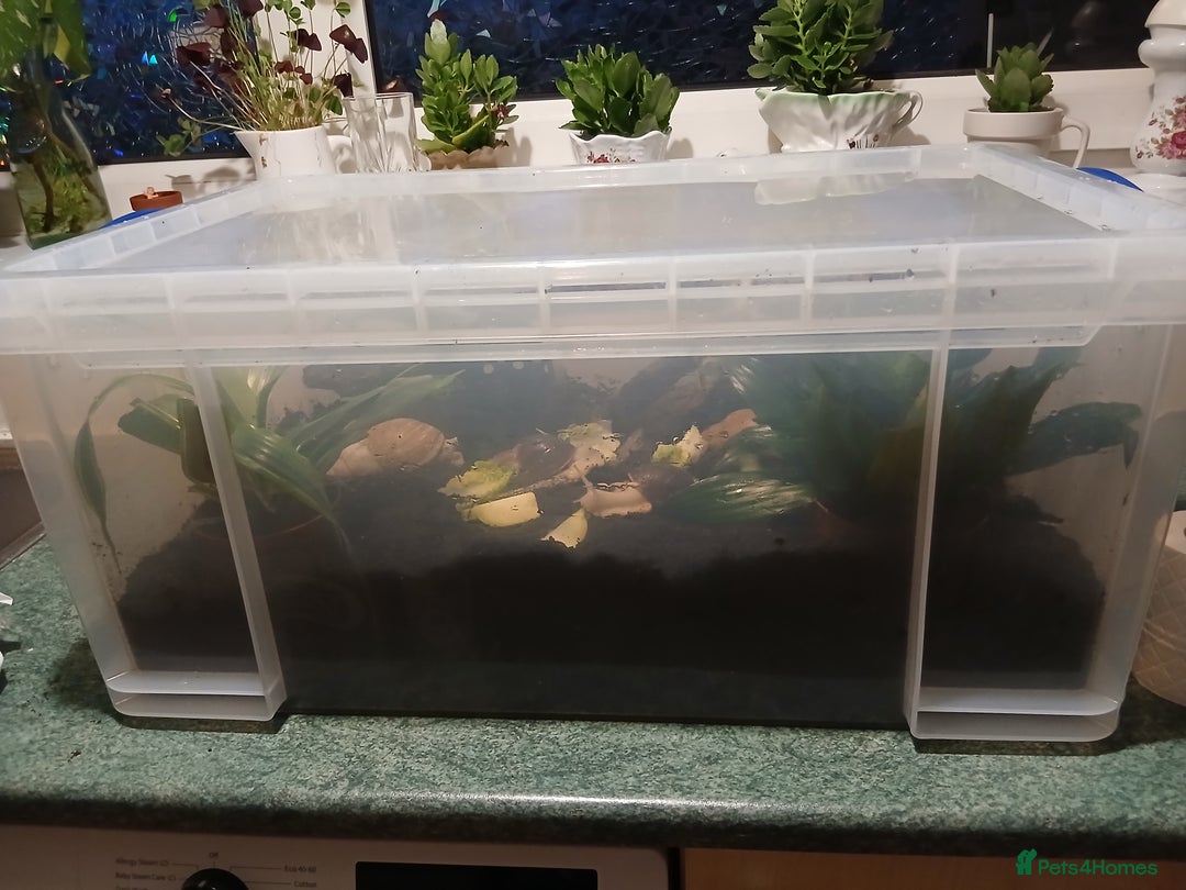 Snails invertebrates for sale: 5 adult African Land Snails and complete set up  - Image 6
