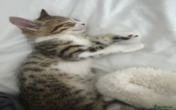 Bengal cats for sale: Stunning silver bengal cross - Image 6