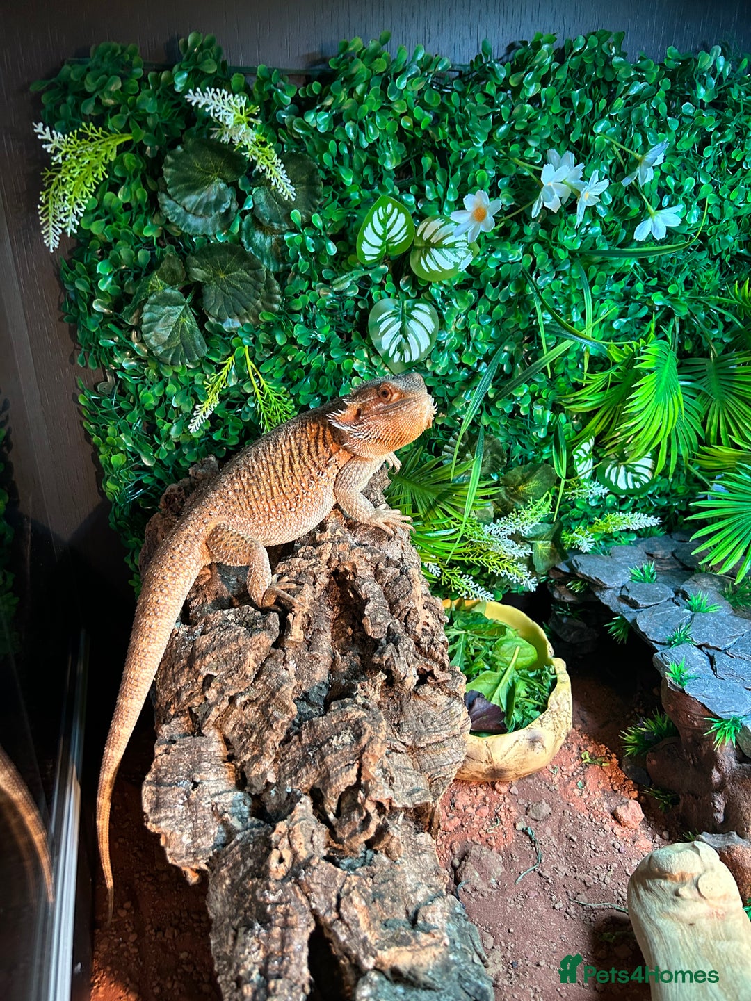 Bearded Dragon reptiles for sale: Bearded Dragon and full set up  - Image 9