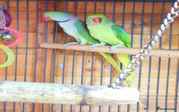 Parrots birds for sale: Alexanderine proven pair beautiful large  - Image 3