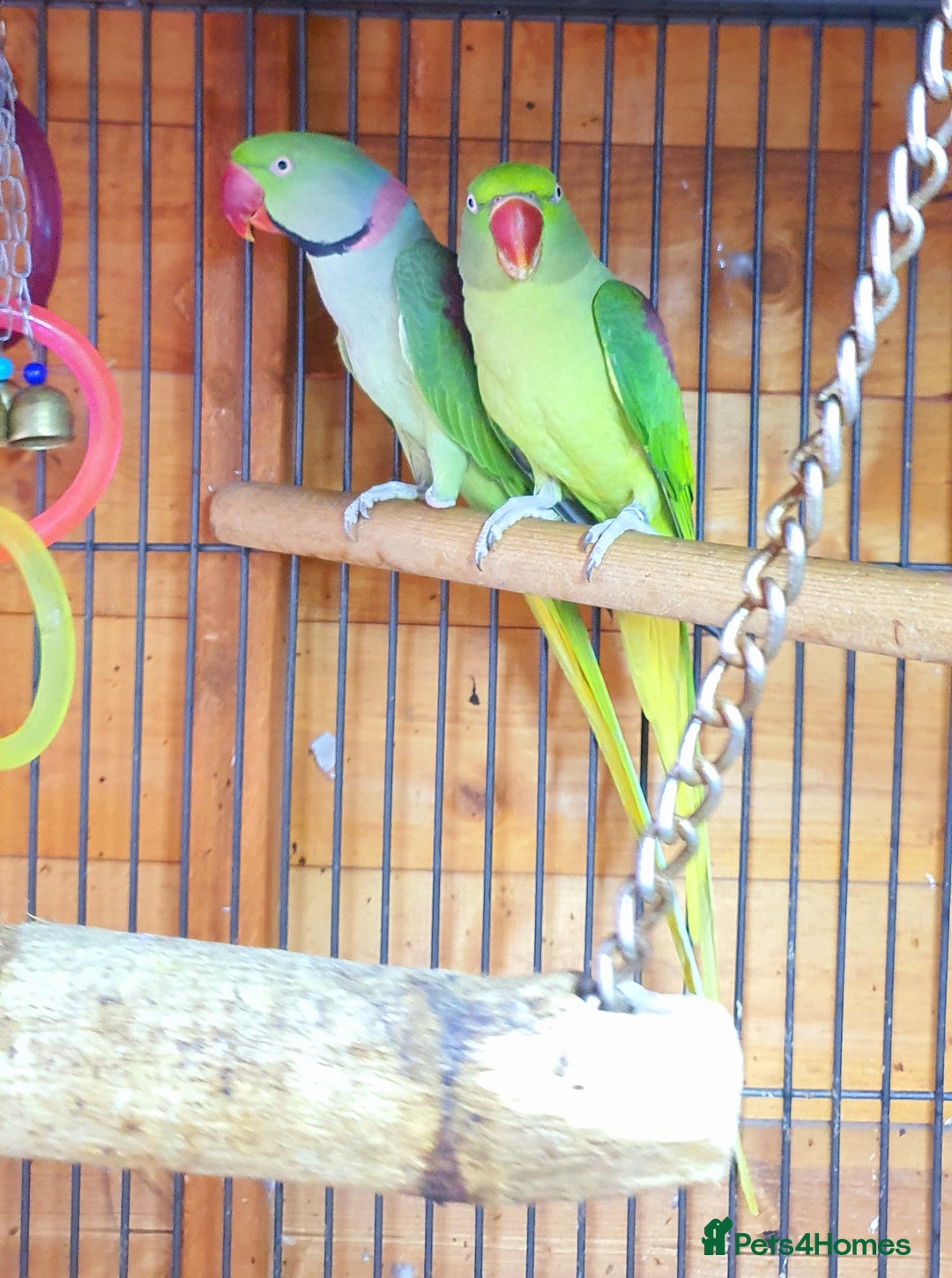Parrots birds for sale: Alexanderine proven pair beautiful large  - Image 3