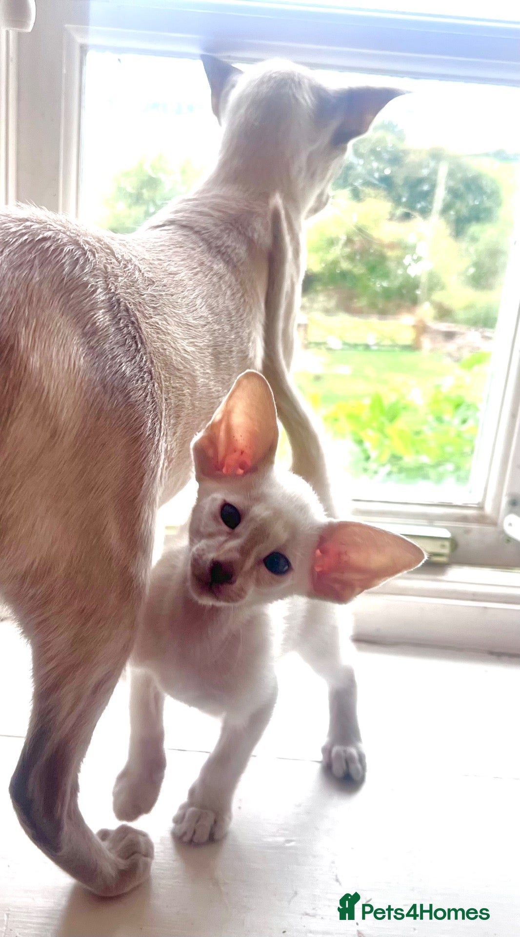 Siamese cats Siamese kittens - Advert 2