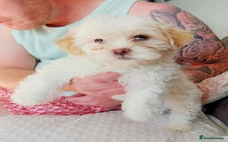 Mixed Breed dogs for sale: 3 beautiful male morkie puppies for sale - Image 4