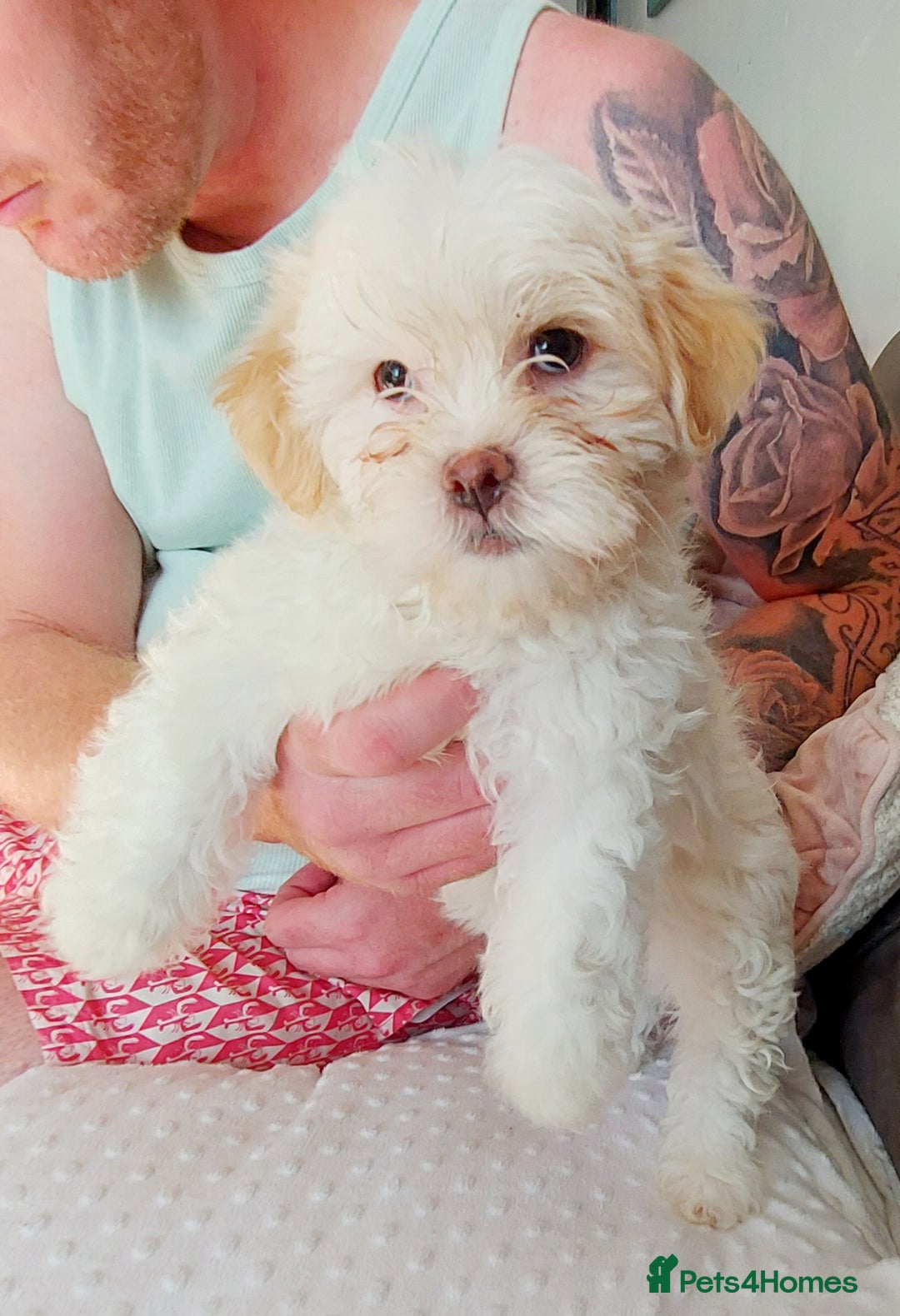 Mixed Breed dogs for sale: 3 beautiful male morkie puppies for sale - Image 4
