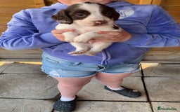 English Springer Spaniel dogs for sale: Beautiful litter of English springer spaniel pups - Image 9