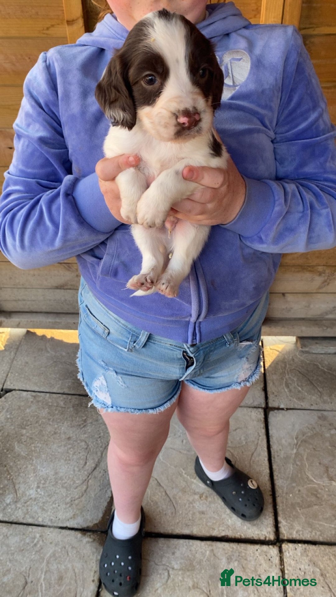 English Springer Spaniel dogs for sale: Beautiful litter of English springer spaniel pups - Image 9