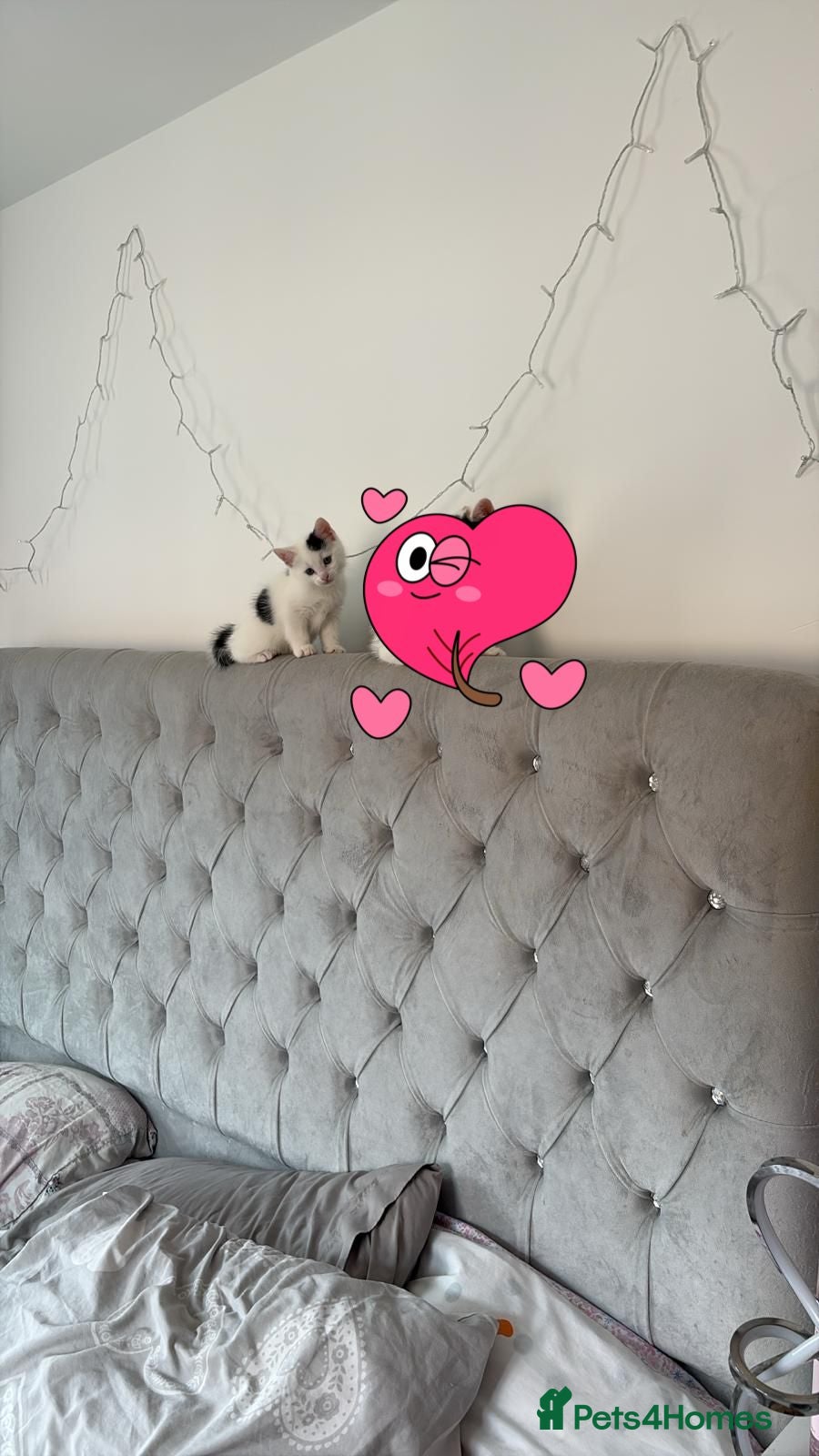 Mixed Breed cats 1 male kitten for sale! - Advert 11