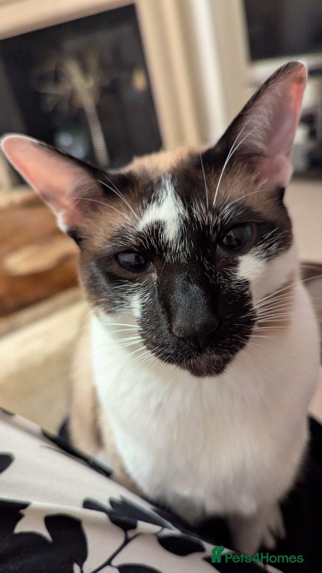 Oriental cats for sale: Blue Eyed Millie 3yr Old Oriental Shorthair Girl - Advert 1