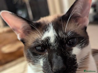 Oriental cats Blue Eyed Millie 3yr Old Oriental Shorthair Girl - Advert 10