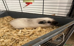 Guinea Pig rodents for sale: pair of california guinea pigs - Image 1