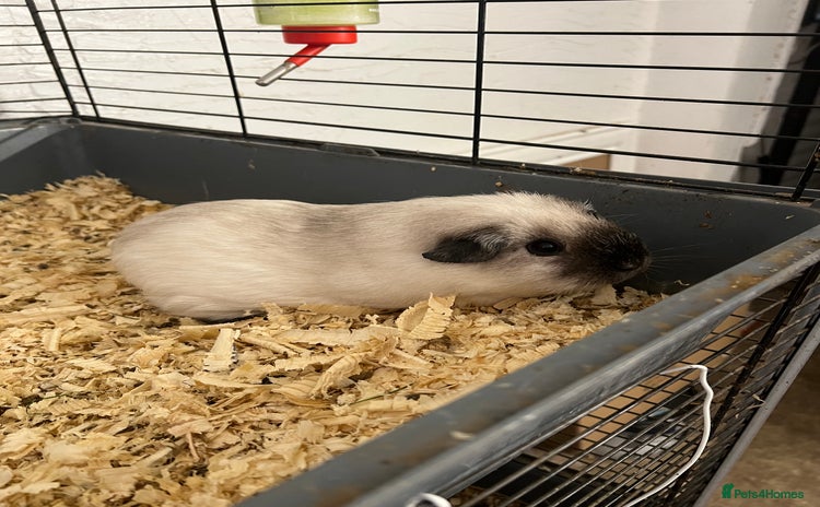Guinea Pig rodents - Advert 9