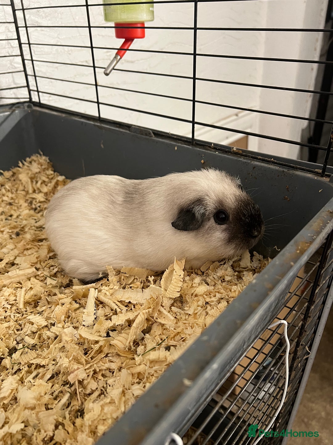 Guinea Pig rodents for sale: pair of california guinea pigs - Image 1
