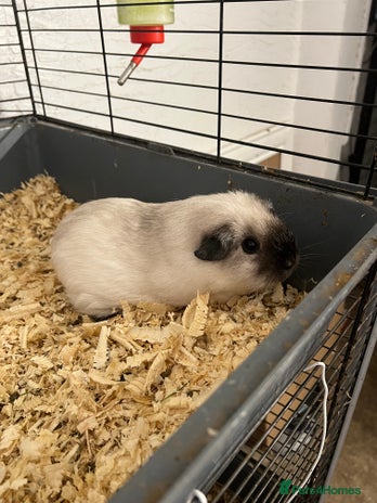 Guinea Pig rodents - Advert 2