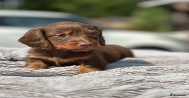 Dachshund dogs - Advert 6