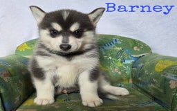 Pomsky dogs for sale: Stunning Pomsky Puppies Ready Now - Image 10