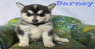 Pomsky dogs - Advert 8